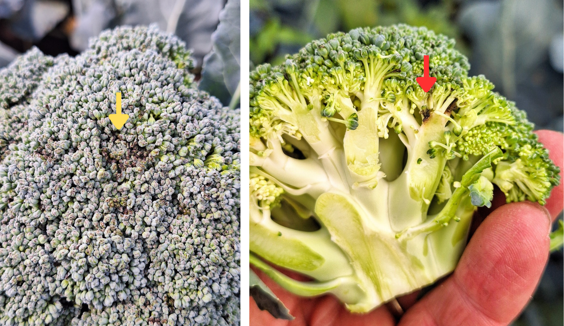 Alternaria head rot on broccoli heads. A yellow and a read arrow point to the browned, diseased sections.